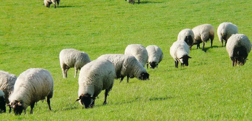 des moutons dans un champs