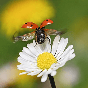 Le déclin des insectes pollinisateurs