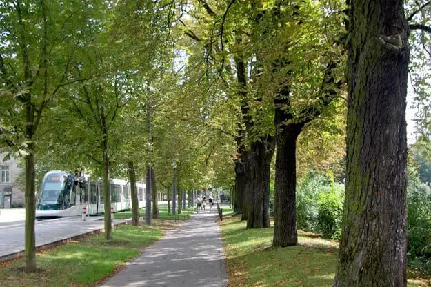 des arbres dans une ville