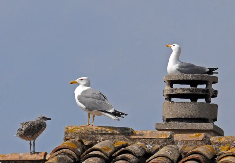 des goélands sur un toit