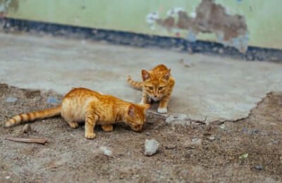des chats errants