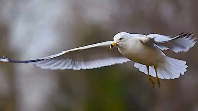 Cropped Les Goe Lands Nappre Cient Pas Les Drones De La Police