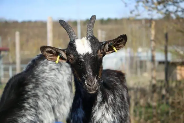 des chèvres