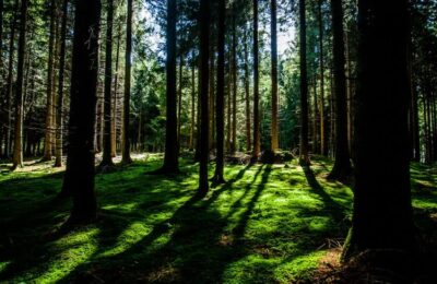 une forêt