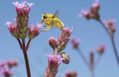 un inseste butine une fleur