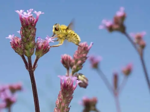 un inseste butine une fleur