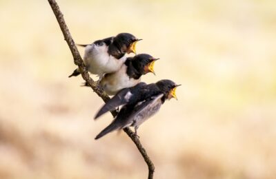 une famille hirondelle