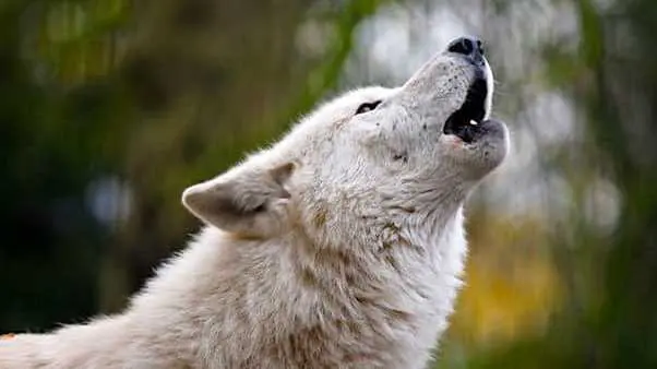 Cropped Les Attaques De Loups Mettent Certains E Leveurs Et Bergers Dans Une Situation Dramatique