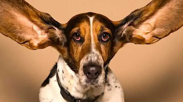 Cropped Apple Doit Rassurer Ses Clients Apre S Les E Coutes Indiscre Tes Faites Avec Siri