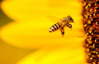 une abeille butinant une fleur