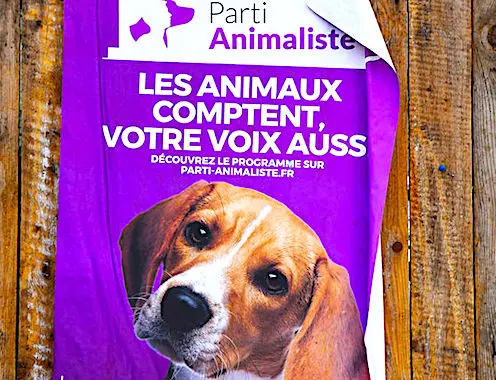 Le Parti animaliste pourrait créer la surprise aux prochaines Municipales.