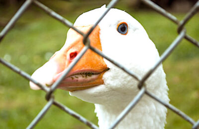 La route du fois gras