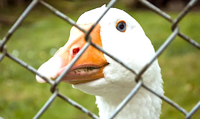 La route du fois gras