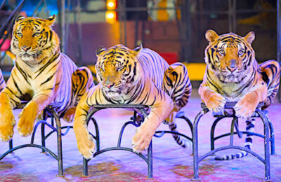 L'interdiction des animaux sauvages dans les cirques vient d'être votée par Paris.