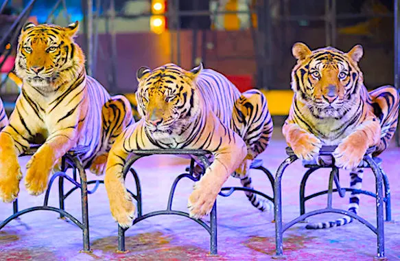 L'interdiction des animaux sauvages dans les cirques vient d'être votée par Paris.
