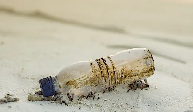 Les emballages plastique à usage unique représentent un danger écologique.