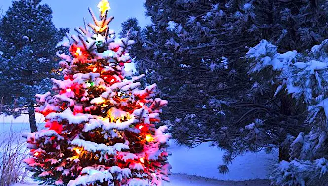 Les sapins de Noël naturels offrent beaucoup d'avantages pour l'environnement.