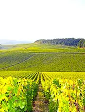 L'AOC Bourgogne pourrait bientôt bénéficier à certains vins du Beaujolais.