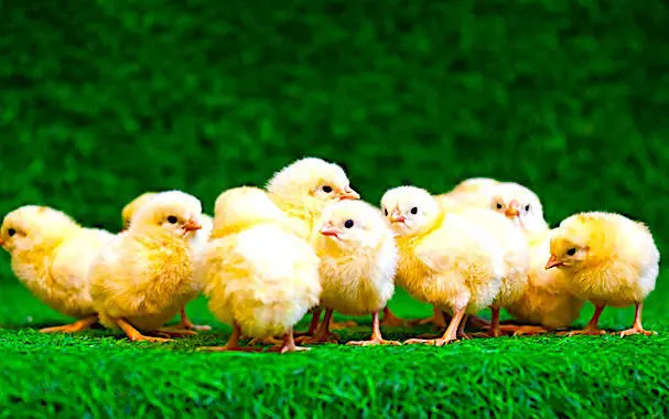 Les questions soulevées par le bien-être animal témoignent de fortes attentes de société.