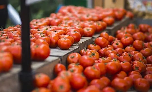 Aujourd'hui, d'énormes quantités de tomates menacées par un nouveau virus doivent être protégées.