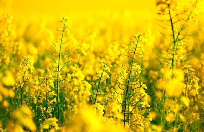 Une mesure anti-OGM vient de s'appliquer aux semences de colza et de tournesol.
