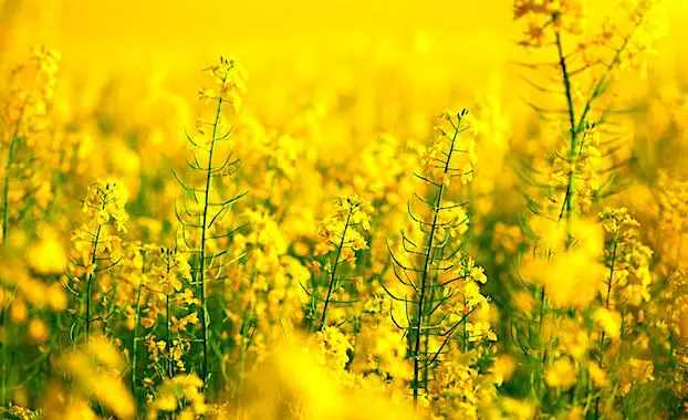 Une mesure anti-OGM vient de s'appliquer aux semences de colza et de tournesol.