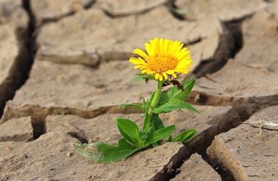 Actuellement, de fortes sécheresses sont attendues dans certaiens régions en manque de pluies.