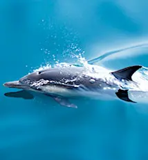 Un dauphin nageant en pleine mer. Le phénomène des dauphins morts, observé dans le golfe de Gascogne, doit maintenant faire réagir la France.