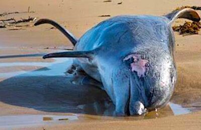 Les dauphins morts constituent un phénomène désastreux en France.