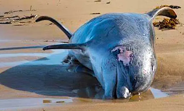 Les dauphins morts constituent un phénomène désastreux en France.