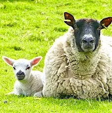 Les moutons et les brebis, au coeur du pastoralisme des Pyrénées, sont souvent victimes d'attaques d'ours.