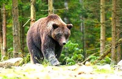 Le monde du pastoralisme s'oppose à la réintroduction de l'ours dans les Pyrénées.