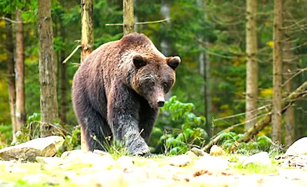 Le monde du pastoralisme s'oppose à la réintroduction de l'ours dans les Pyrénées.