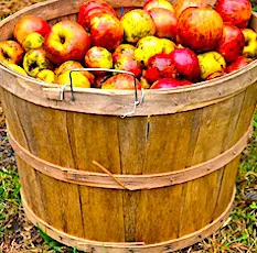 La filière du cidre a dû en partie se réinventer, à cause des pertes infligées par la crise sanitaire.