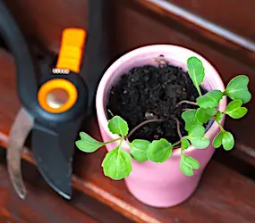 Les jardins familiaux ne doivent plus être entretenus pour l'instant, à cause des risques sanitaires actuels.