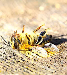 La culture de la betterave va bénéficier d'une dérogation pour les pesticides