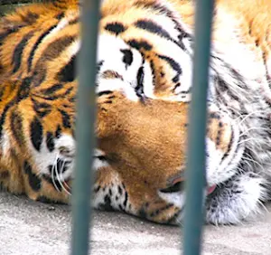 nterdiction progressive des animaux sauvages dans des spectacles concernera aussi les cirques.
