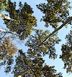 Actuellement, des hécatombes d'arbres sont observées dans les forêts françaises.