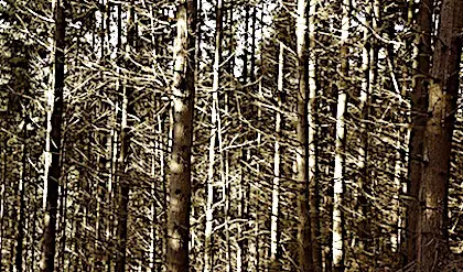 Des hécatombes d'arbres touchent actuellement les forêts françaises.