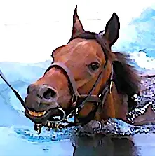 La balnéothérapie pour chevaux est encore une spécialité médicale méconnue. A Goustranville, dans le Calvados, un nouveau centre vient de s'ouvrir.