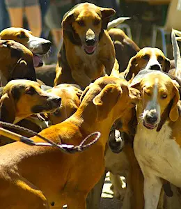 La chasse à courre devient de plus en plus impopulaire en France