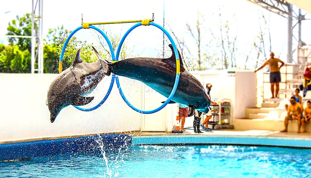 L'interdiction progressive d'animaux dans les delphinariums va se mettre en place