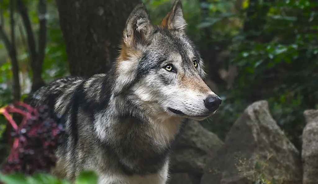 Un loup gris vu dans le Loir-et-Cher révèle une présence exceptionnelle