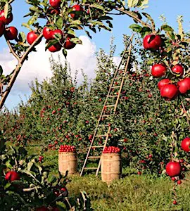 photo d'un verger symbole d'une agriculture biologique en France