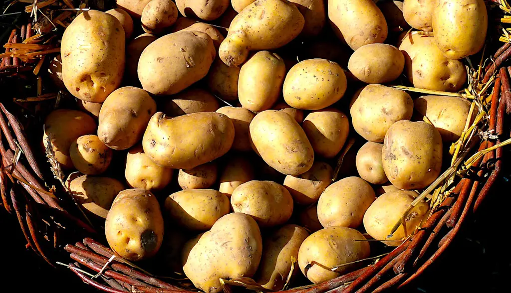 La culture de la pomme de terre entraîne une surproduction en France