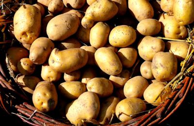 La culture de la pomme de terre entraîne une surproduction en France