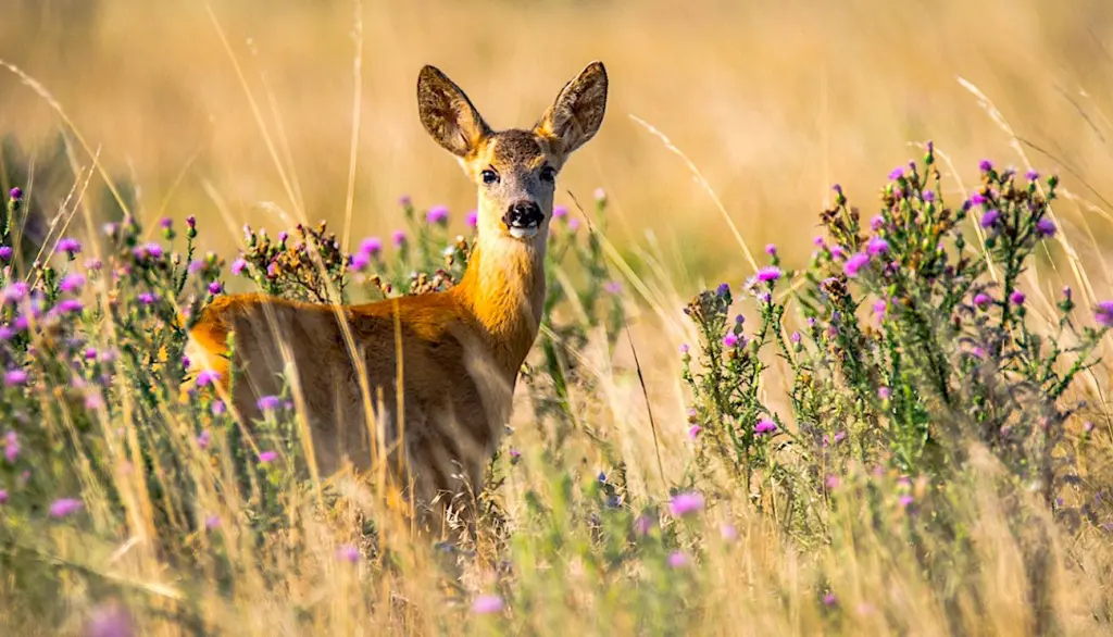 La chasse au grand gibier va bénéficier en novembre d'autorisations temporaires