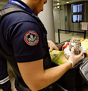 Un douanier qui contrôle le contenu d'une valise Contrôles douaniers : des quotas de CO2 à imposer