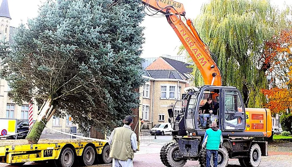 Un sapin de fête, que Bordeaux a refusé, sera installé pour Noël en Corrèze