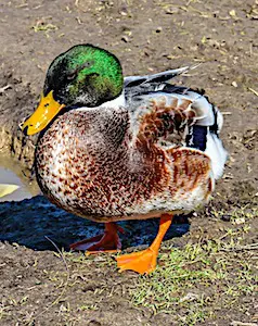 Un canard en gros plan La grippe aviaire réapparait dans les Landes. Ce qui inquiète énormément les éleveurs de canards.